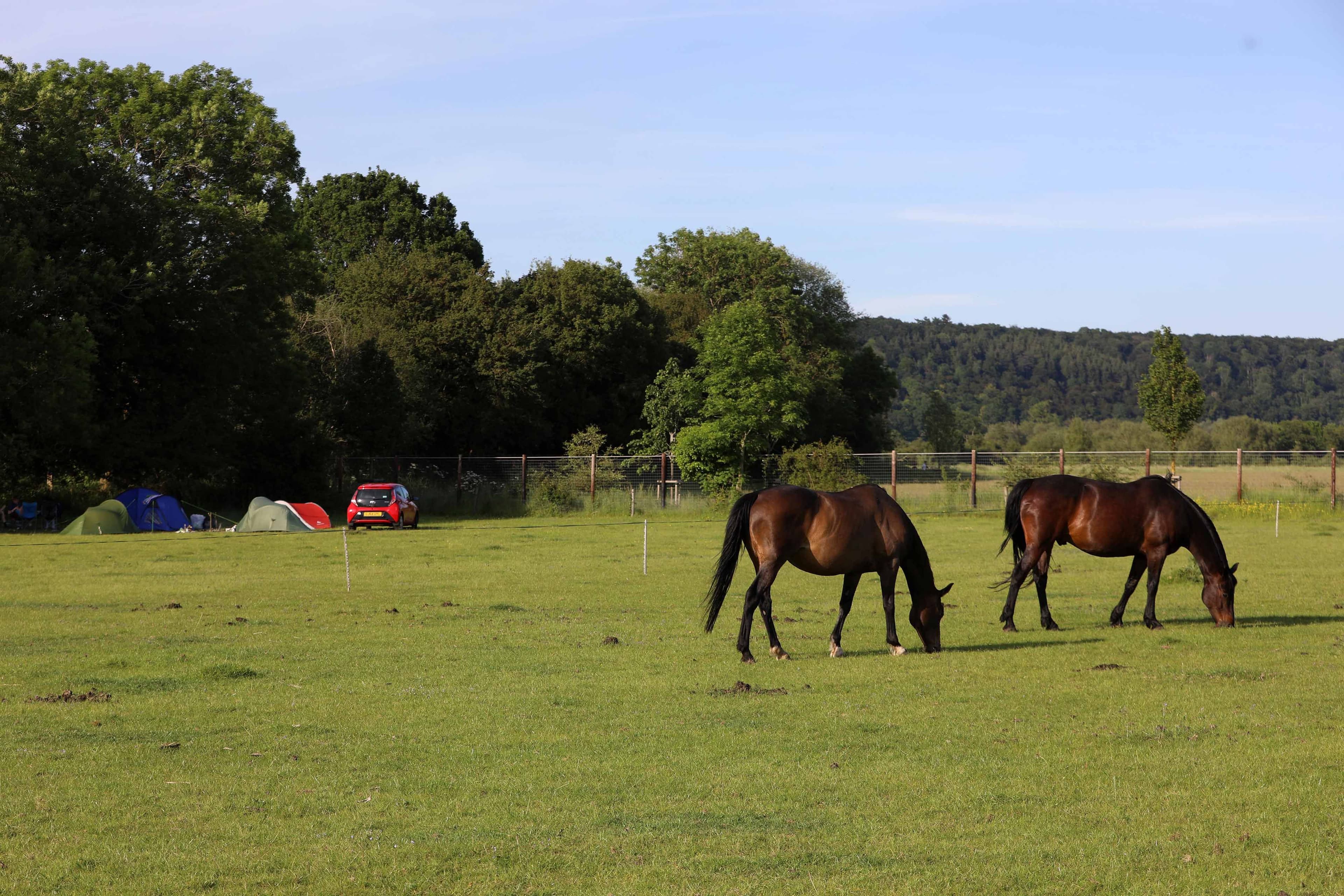 Horses at Meadow Farm Camping.jpg
